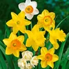 Narzissen Grosspackung Mix Blumenzwiebeln Blumenzwiebeln Produktbild-Vorschau 10