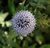 6 x Kugeldistel  - Echinops ritro 'Veitch's Blue'  | Topf Produktbild-Vorschau 2