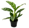 Aglaonema Amazon Silver - Buntblättriger Kolbenfaden - Produktbild-Vorschau 1