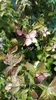 Cornus kousa 'Satomi' ('new red/rosabella') - Japanischer Náhled obrázku produktu 3