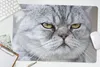 MuchoWow® Schreibtischunterlage Tier - Katze - Grau 60x40 Produktbild-Vorschau 5