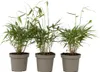Three potted bamboo plants arranged side-by-side against a white background. Produktbild-Vorschau