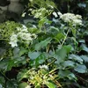 2 x  ortensia rampicante  - Hydrangea anomala 'Petiolaris'  Anteprima dell’immagine prodotto 1