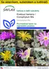 SAFLAX Kultivační sada - Kvetoucí kameny / Conophytum Mix - Náhled obrázku produktu 1