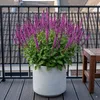 Stauden Gänge 10 x Salvia nemorosa 'Sensation Pink®' im 1 Produktbild-Vorschau 7