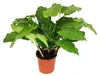 Schattenpflanze mit ungewöhnlichem Blattmuster – Calathea Produktbild-Vorschau 1