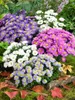Kissen-Aster Kristina, im Topf - Aster dumosus Produktbild-Vorschau 2