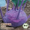 Samenliebe  Kohlrabi Samen | Azur Star - violett - Produktbild-Vorschau 4