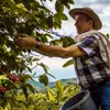 A man is harvesting coffee beans from a tree on a hillside. Produktbild-Vorschau