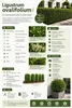 Ligustrum ovalifolium 30–50 cm – Ovalblättriger Liguster, Produktbild-Vorschau 2