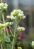 Rote Spornblume Albus, im Topf - Centranthus ruber Produktbild-Vorschau 7