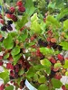 Hochstamm Zwerg-Maulbeere Mojo Berry ® - Morus rotundiloba Produktbild-Vorschau 1