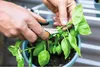 Fiskars Solid Kräuterschere SP220, Gartenschere, Produktbild-Vorschau 5