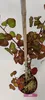 Rubus fruticosus x idaeus 'Tayberry', kruising tussen Productafbeelding-voorbeeld 2