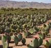 Poudre de nopal (Opuntia ficus-indica) dans une élégante Voir les images du produit 3