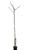 Wisteria ‘Issai’ 180–200 cm – Winterharter Blauregen, Produktbild-Vorschau 4