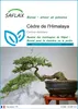 SAFLAX  - Cèdre de l'Himalaya - 35 graines - Cedrus Voir les images du produit 1