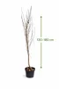 Nectarine naine, tige de 130 à 180 cm – Prunus persica Voir les images du produit 5
