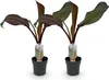 GreenboutiQ - Plante fruitière - Plante bananier - Ensete Voir les images du produit 2