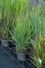 Stauden Gänge 1 x Panicum virgatum 'Blue Fountain' im 1 Produktbild-Vorschau 7