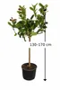 Buddhas Hand Zitrone 130–170 cm Citrus Pflanze exotisch, Produktbild-Vorschau 5