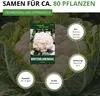 Winterblumenkohl Walcheren Samen - Brassica oleracea Produktbild-Vorschau 3