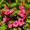 Liebliche Weigelie Bristol Ruby 2L Produktbild-Vorschau 2