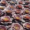 Aeonium arboreum atropurpureum - Plante grasse en rosette - Voir les images du produit 4