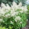 A lush green plant with abundant white flowers, set against a backdrop of evergreen trees and a hint of a garden path. Produktbild-Vorschau