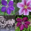 4er set Clematis Kletterplanzen (4 Pflanzen): Blumen: Rot Produktbild-Vorschau 1