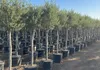 Sunny Tree - Olivo alto 170 centimetri - 15 anni - Olea Anteprima dell’immagine prodotto 2