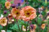 Stauden Gänge 3 x Geum chiloense 'Mai Tai‘ - apricotfarbene Produktbild-Vorschau 7