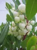 Arbutus unedo - Erdbeerbaum - 30-40 Produktbild-Vorschau 1