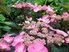 Tellerhortensie 'DAREDEVIL®' 30-40 cm, Cont. 2 l Produktbild-Vorschau 5