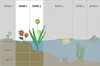 Bloomique - Butomus Umbellatus - Kwiat łabędzia - Roślina Podgląd zdjęcia produktu 4