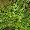 6 x Streifenfarn - Asplenium trichomanes  | Topf 9cm x 9cm Produktbild-Vorschau 2