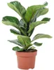 Geigenfeige - pflegeleichte Zimmerpflanze, Ficus Lyrata Produktbild-Vorschau 1