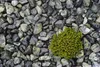 Grüner Flusskies 4–8 cm 1 kg – Naturstein für Garten, Produktbild-Vorschau 5