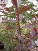 Kräuselmyrte Turenne - Lagerstroemia Indica - Kreppmyrte - Produktbild-Vorschau 2
