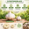 Elefantenknoblauch - 250g Knoblauchzehen - Pflanzknoblauch Produktbild-Vorschau 3