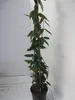 Lonicera henryi - Geissblatt henryi 80-100 Produktbild-Vorschau 2