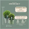 Plants by Frank | 2 Boules de houx du Japon | Ilex crenata Voir les images du produit 4