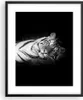 Gerahmtes Poster - Schwarzer Rahmen - Weiß Tiger Schwarz Produktbild-Vorschau 1