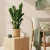 Zamioculcas 65 - 75cm, 17cm, s košíkem, do obývacího Náhled obrázku produktu 4