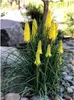 Stauden Gänge 1 x Kniphofia ‘Lemon Popsicle’ - Fackellilie Produktbild-Vorschau 1