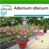 SAFLAX - púštne ruže - Adenium obesum - 8 Semená - S Náhľad obrázku produktu 5