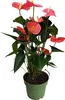 Langue de feu - Anthurium 'Maine Pink' - Hauteur 55-70cm - Voir les images du produit 1