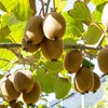A cluster of kiwifruits hanging from a branch with green leaves. Produktbild-Vorschau