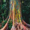 Semená Eucalyptus Deglupta - balenie 10 ks - Exotické Náhľad obrázku produktu 6