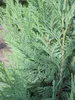 Chamaecyparis lawsoniana 'Columnaris' - Blaue Produktbild-Vorschau 3